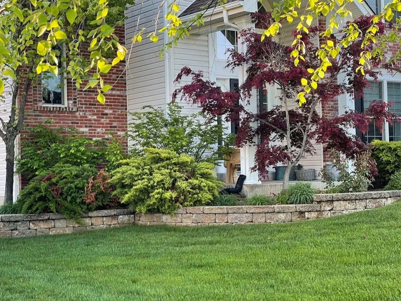 Layered bed with Japanese maples behind a low wall
