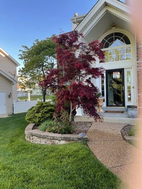 Japanese maple and a curved bed at the front door